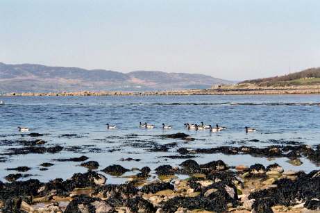 Brent Geese Buncrana