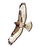 Buzzard