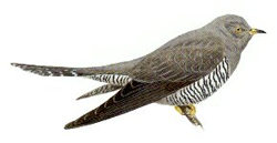 Cuckoo