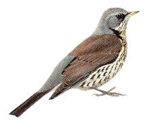 Fieldfare