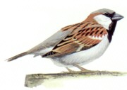 House Sparrow