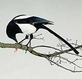 Magpie