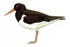 Oystercatcher