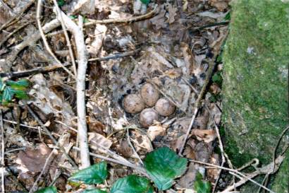 Woodcock Nest