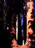 Sequoia