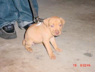 pups