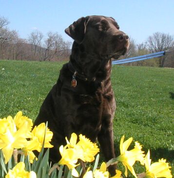 Madagascar Moore- AKC Chocolate Labrador Retriever.&nbsp; Litter due end of June 2003.