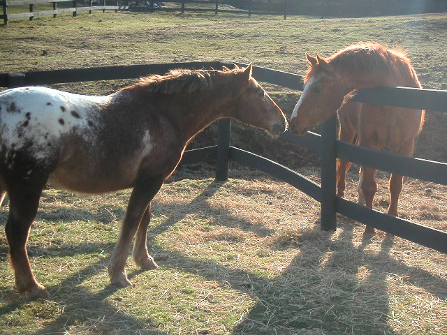 Acorn (Lesson Pony) and ET (Resident Retiree)