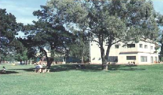 arbol1.jpg (22824 bytes)