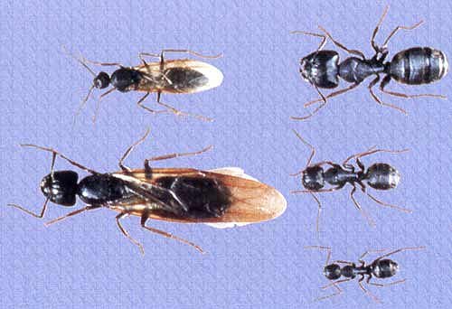 Formigas Carregadeiras