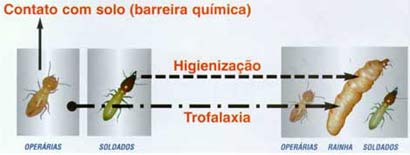 fgcontato