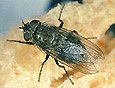 Mosca