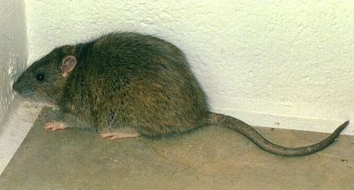 Ratazanas
