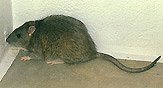 Rataza