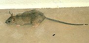 Rato