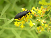 Blister beetle, Epicauta pennsylvanica