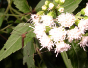 Crane fly