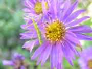 Immature grasshoper
