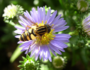 Helophilus sp.