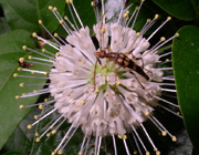 Long horned beetle