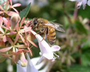 Honeybee robbing nectar