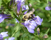 Bumblebee robbing nectar