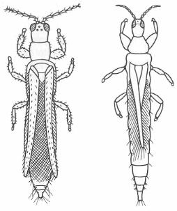 thysanoptera virtual order