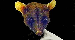El Rincon de la Zarihueya