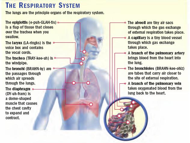 The Respiratory System - Index/////