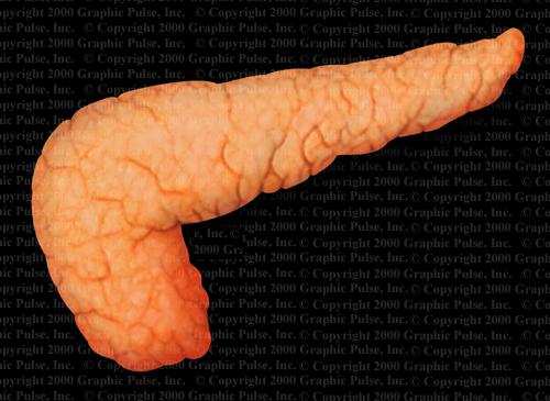 http://www.graphicpulse.com/medill/pancreas.jpg