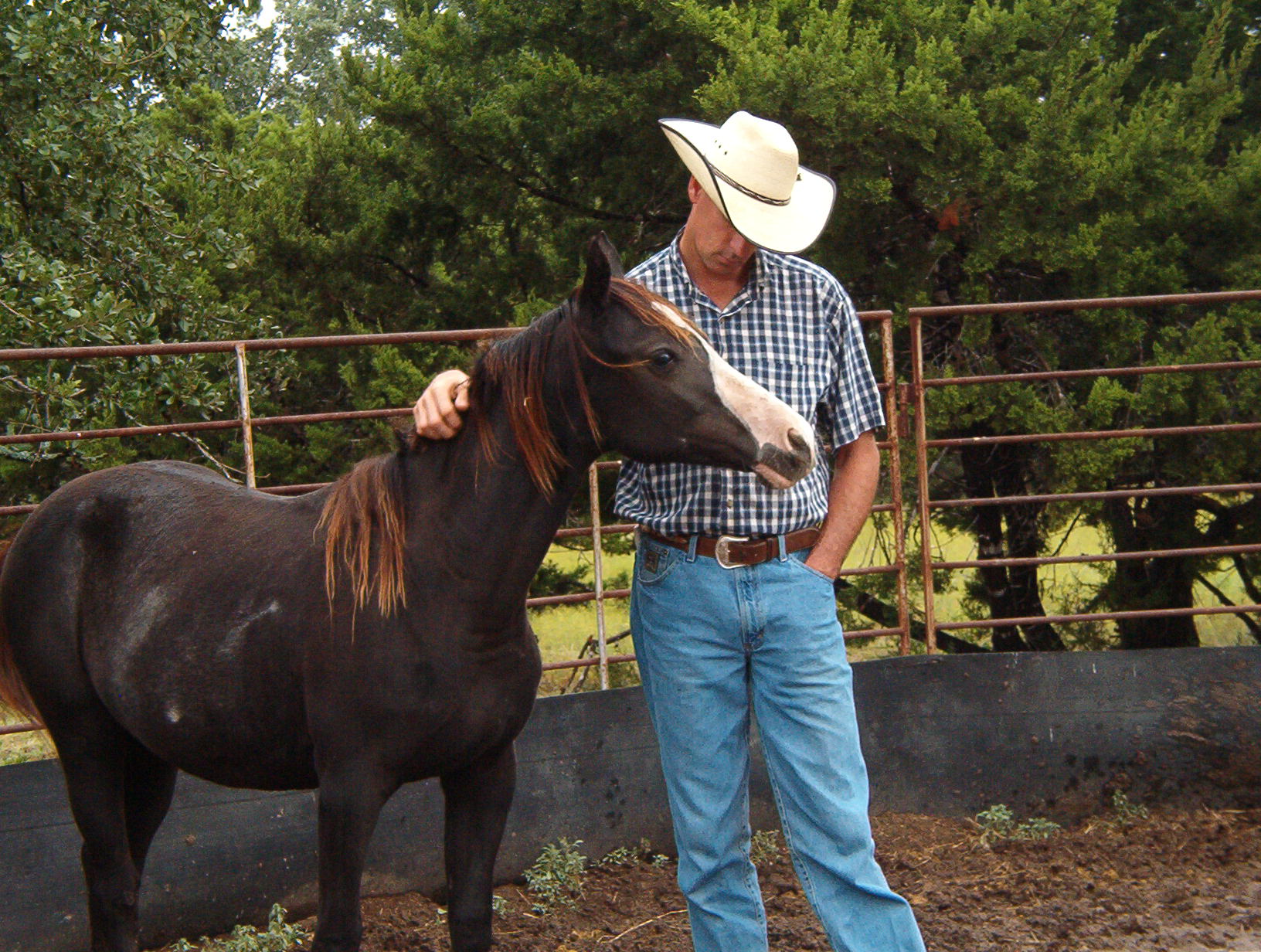 This is a young horse that could not be caught and lived in a roundpen for a month. I caught her as you see in 30 minutes.