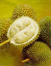 Durio zibethinus.