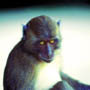 Monkey.