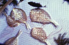 Fish.