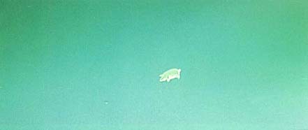 Pigs on the wing