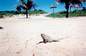 This iguana owned this side of the pool!