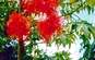 A beautiful flowering tree, probably common throughout Mexico.