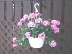 nicole hanging basket