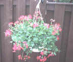 red mini-cascade hanging basket