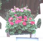 fuschia and pink flats