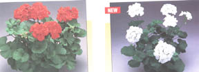 red and white plants