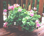 pink patio pot