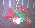 ruby red hanging basket