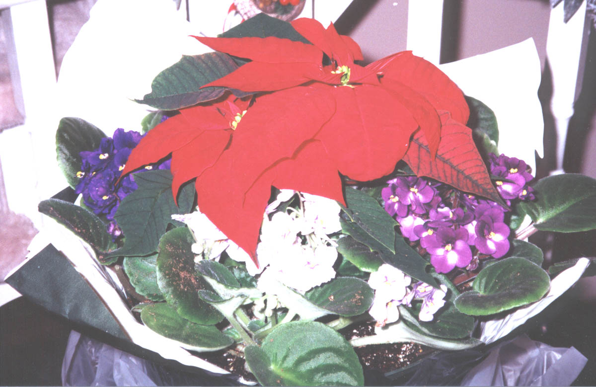 African Violets and Poinsettia