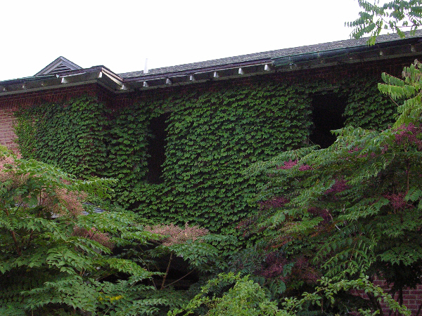 Ruins Overgrown