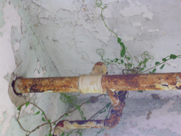 Rusty Pipe and Vine