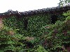 Ruins Over Grown