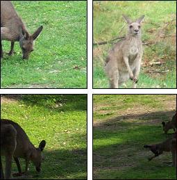 window to kangaroos