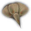 fan.jpg (2092 bytes)