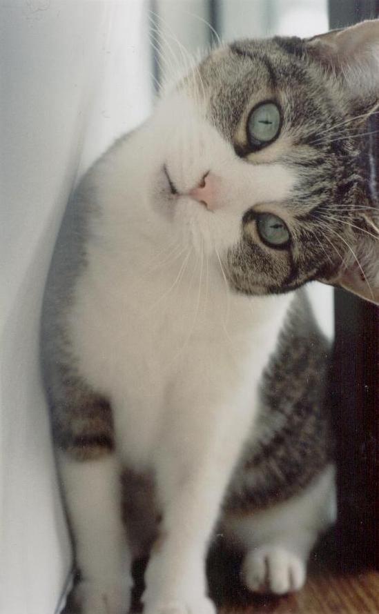 Here's my Cat, Misty. She lives at my mom's house